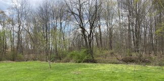 two pear trees, an apple tree and a peach tree