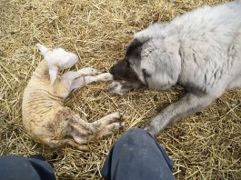 The story of a lambing time rescue Dog and a lamb