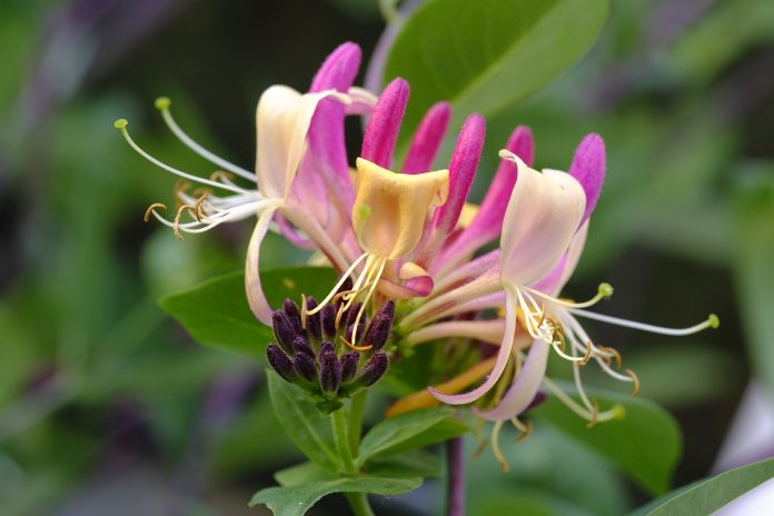 honeysuckle