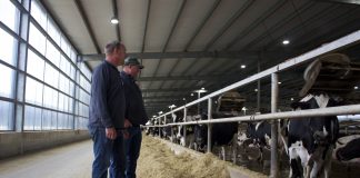 Two men stand in a barn in front of a pen of Holstein cows.