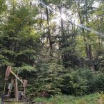 Reports: Plugging wells, reclaiming mine land could create thousands of jobs pump jack sits in a forest