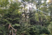 Many conventional well operators don’t comply with DEP rules: report pump jack sits in a forest