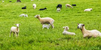 Ohio State launches bid to replace small ruminant specialist Sheep in a green field.