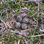 Killdeer nest