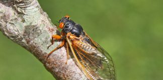 Appreciate, don’t fear, the ‘bugs of history’ Brood X cicadas