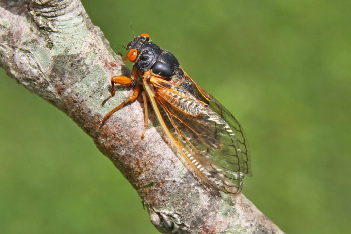 Brood X cicadas