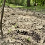 How to grow melons in the Midwest cantaloupe seedlings