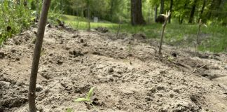 How to grow melons in the Midwest cantaloupe seedlings