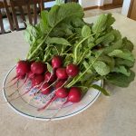 Not sure what to do with fresh, harvested radishes? Pickle them radishes