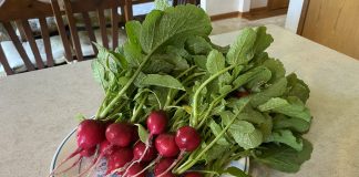 Not sure what to do with fresh, harvested radishes? Pickle them radishes