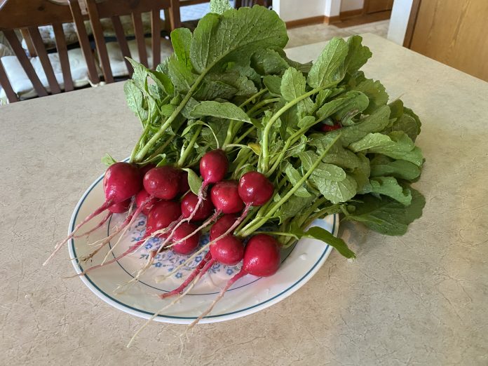 radishes radishes