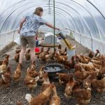 New farmers struggle with land access woman feeding chickens