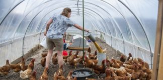 woman feeding chickens