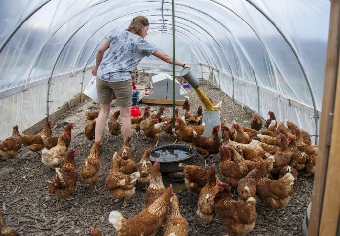 woman feeding chickens