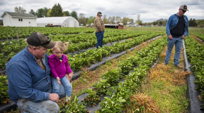 Farm transitions are as much about families as about farms Farmers look over the strawberry crop on their farm.