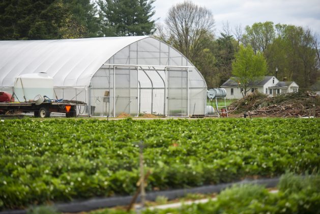 Strawberries grow in front of a greenhouse on a farm.
