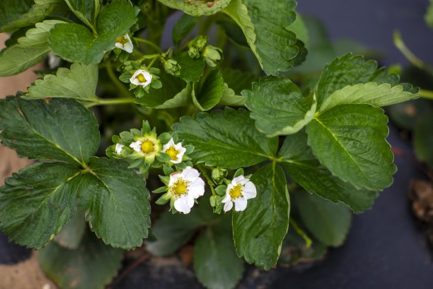 Strawberries flowering on a farm.