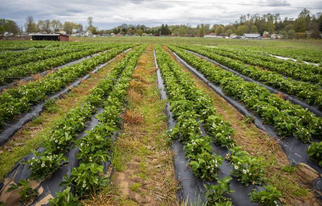 Strawberries growing in rows on a farm.