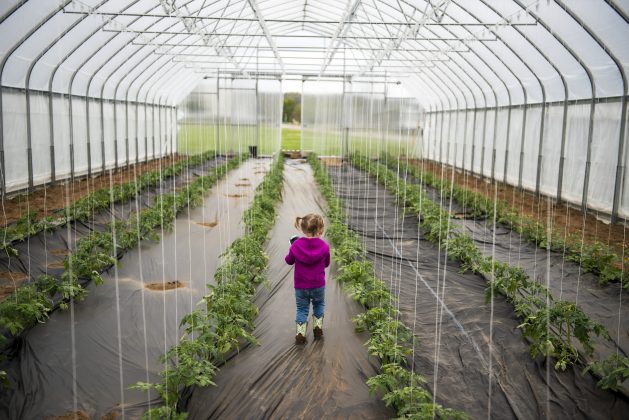 A girl walks through rows of tomato plants in a greenhouse.