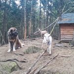 Finding the right jobs for livestock guardian dogs livestock guardian dog goats