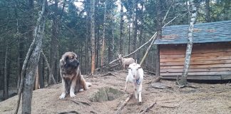 livestock guardian dog goats