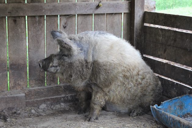 mangalista pig at a brewery