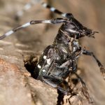 USDA makes plans to deal with Asian longhorned beetle longhorned beetle