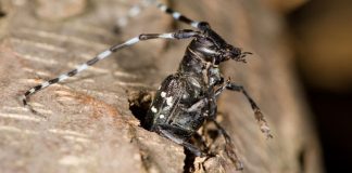 USDA makes plans to deal with Asian longhorned beetle longhorned beetle