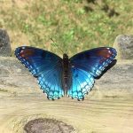 Nature’s symmetry brings calm in chaotic times butterfly