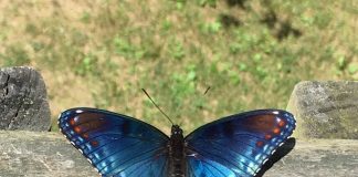 Nature’s symmetry brings calm in chaotic times butterfly