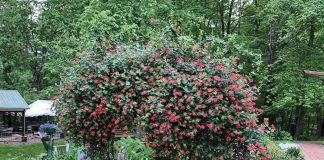 Beech Creek Botanical Garden and Nature Preserve