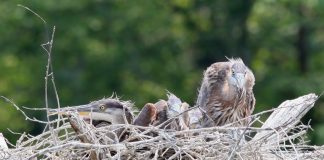 Great blue heron chicks