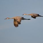 sandhill cranes