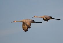 Volunteers are needed to help count Ohio’s sandhill cranes sandhill cranes