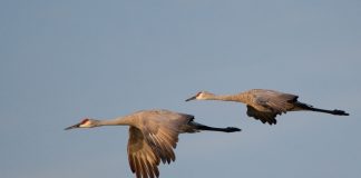 Volunteers are needed to help count Ohio’s sandhill cranes sandhill cranes