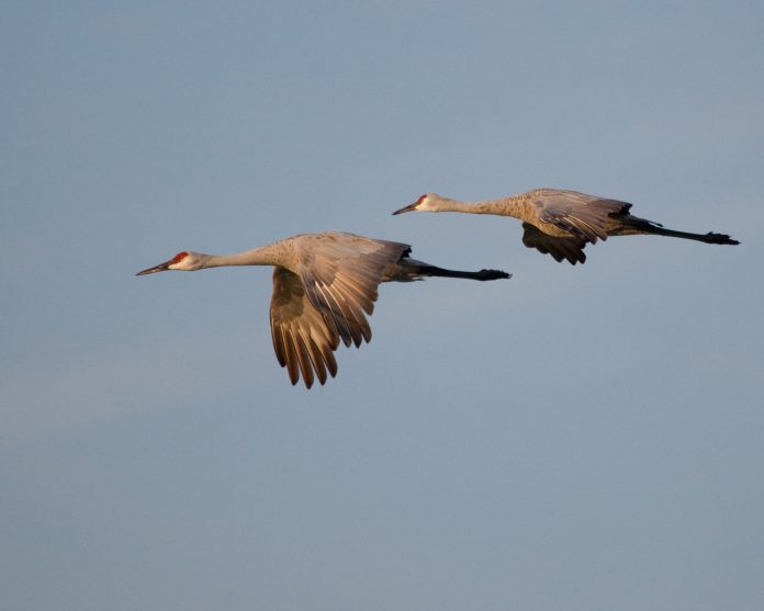 sandhill cranes sandhill cranes