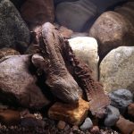 hellbender