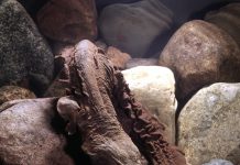 New discovery in Ohio waters sheds light on reclusive hellbender hellbender
