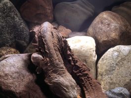 hellbender