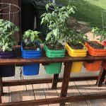 How to avoid common problems growing vegetables in containers container garden