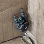 Spiders and shipping boxes Kym Seabolt's spider
