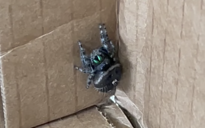 Kym Seabolt's spider