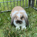 How to care for rabbits Vayda's rabbit Carmel