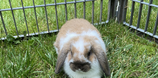 Vayda's rabbit Carmel