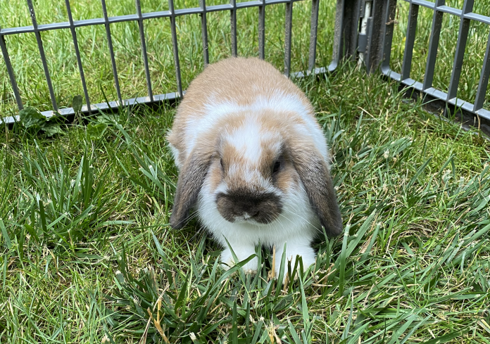 Vayda's rabbit Carmel Vayda's rabbit Carmel