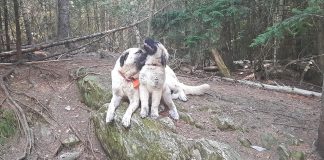 dogs in the woods