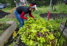 Financial assistance applications open for USDA farm loan borrowers who have faced discrimination A woman picks lettuce at a community farm.
