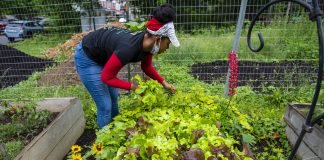 Financial assistance applications open for USDA farm loan borrowers who have faced discrimination A woman picks lettuce at a community farm.