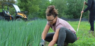 woman weeding onions