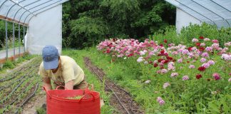 Beginning farmers and burnout: Knowing when to say when woman weeding in a high tunnel